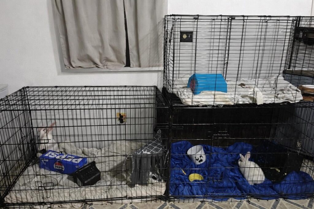 Rabbit care setup