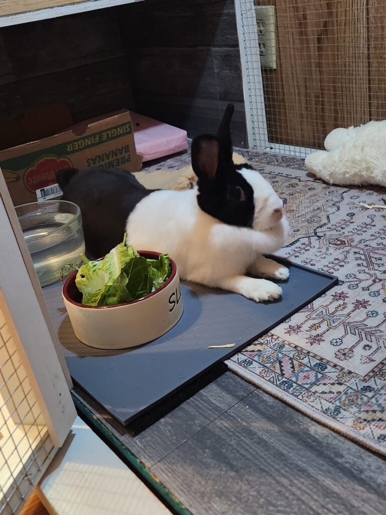 Small pet housing risks Rabbits