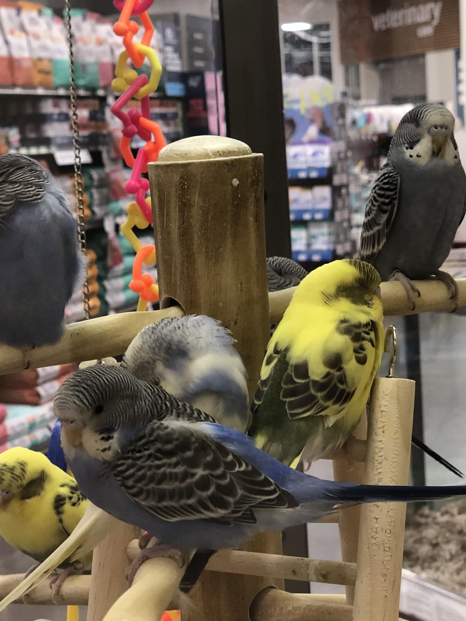 Reputable bird breeder UK budgie baby handling