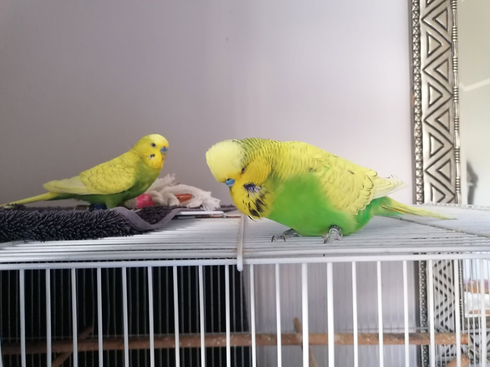 Safe room budgie out of cage fly time UK