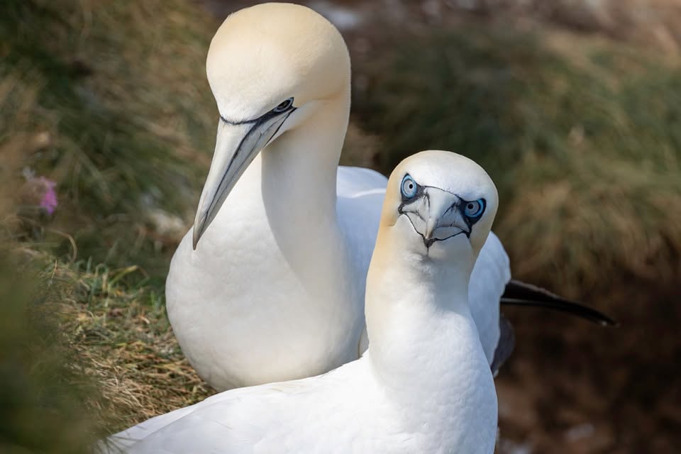 Scottish seabird colony gannAet puffin remote island UK