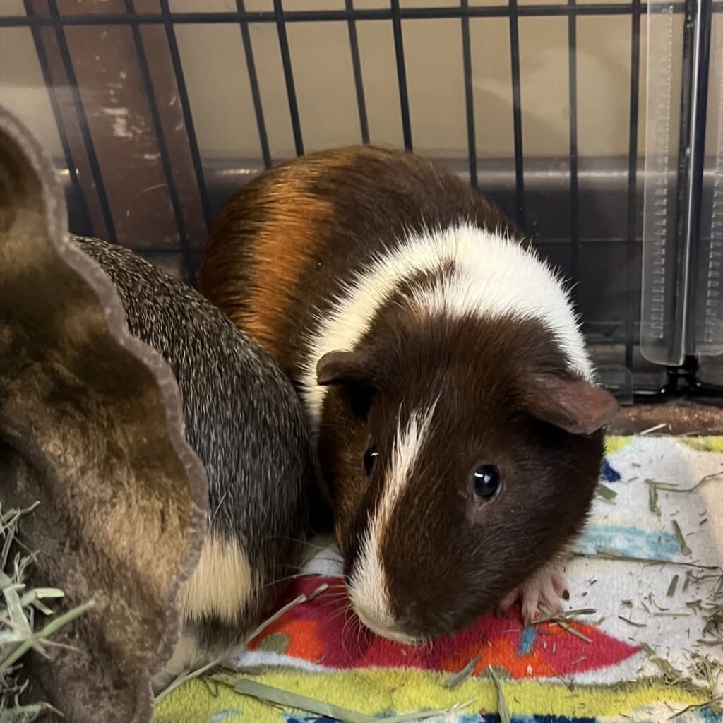 Separate guinea pig housing