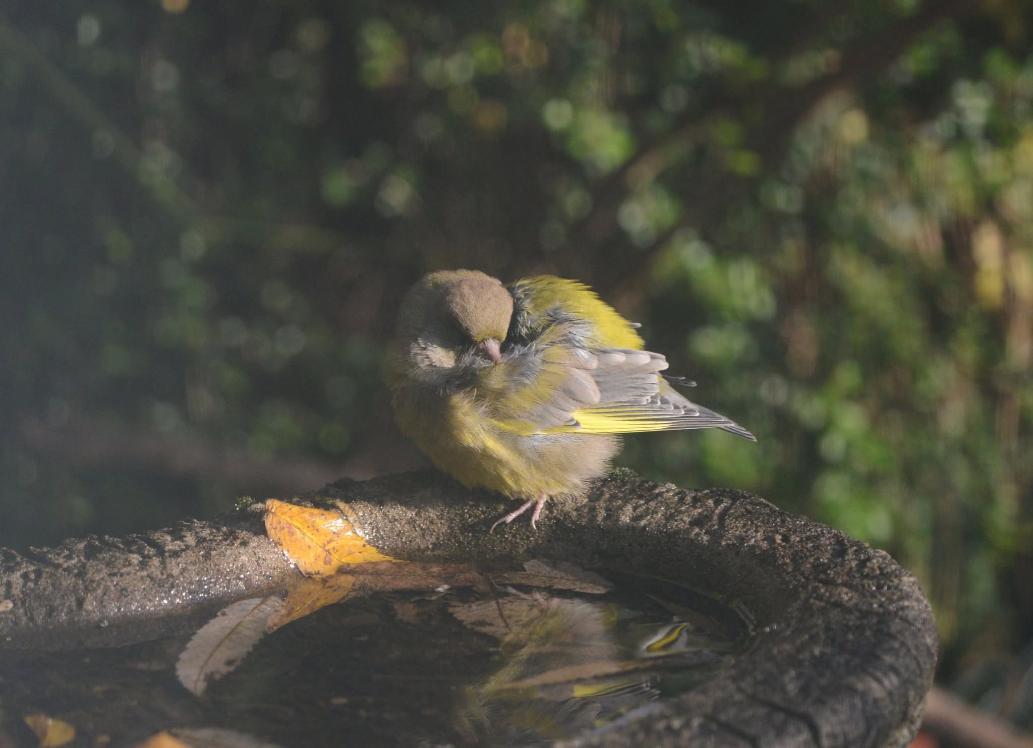 Sick greenfinch fluffed lethargic garden UK