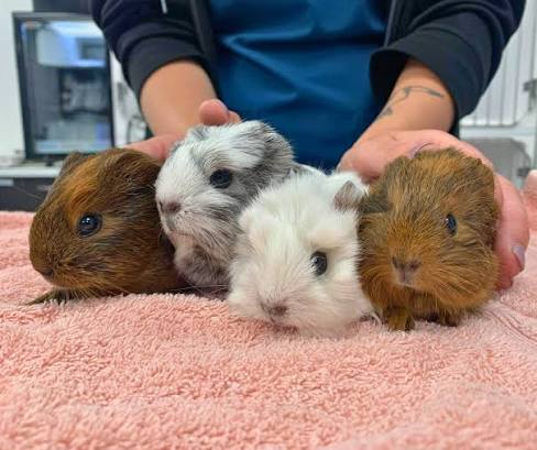Small pet vet care
