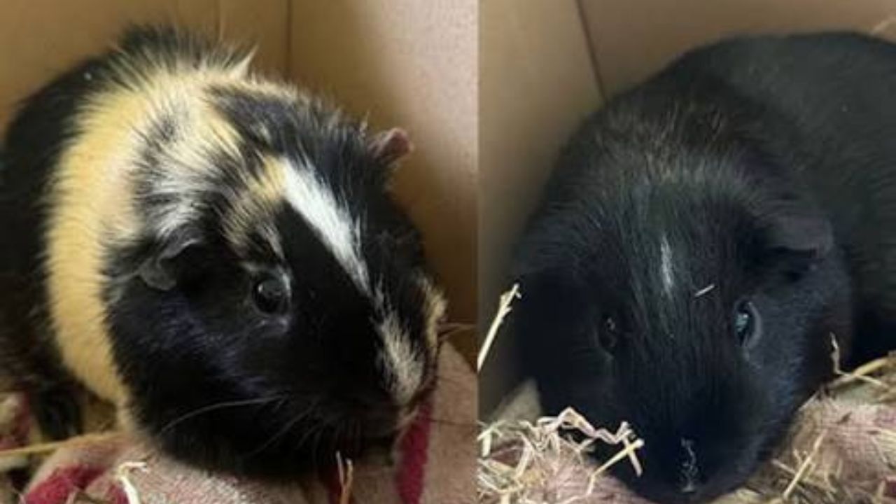 Small pets during fireworks