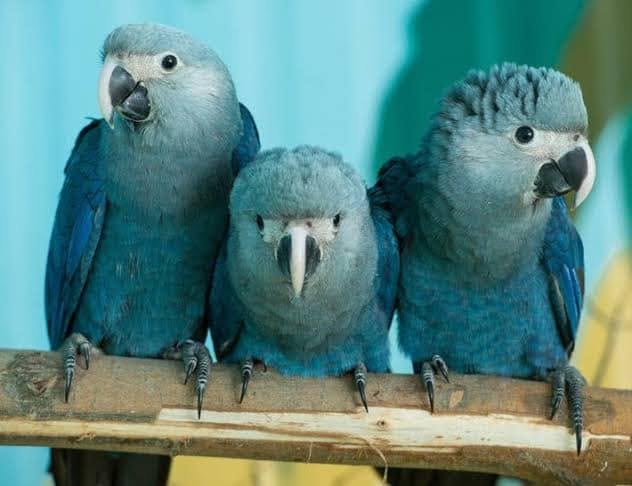 Spix's Macaw Neil Paradise Pets bird conservation Swindon