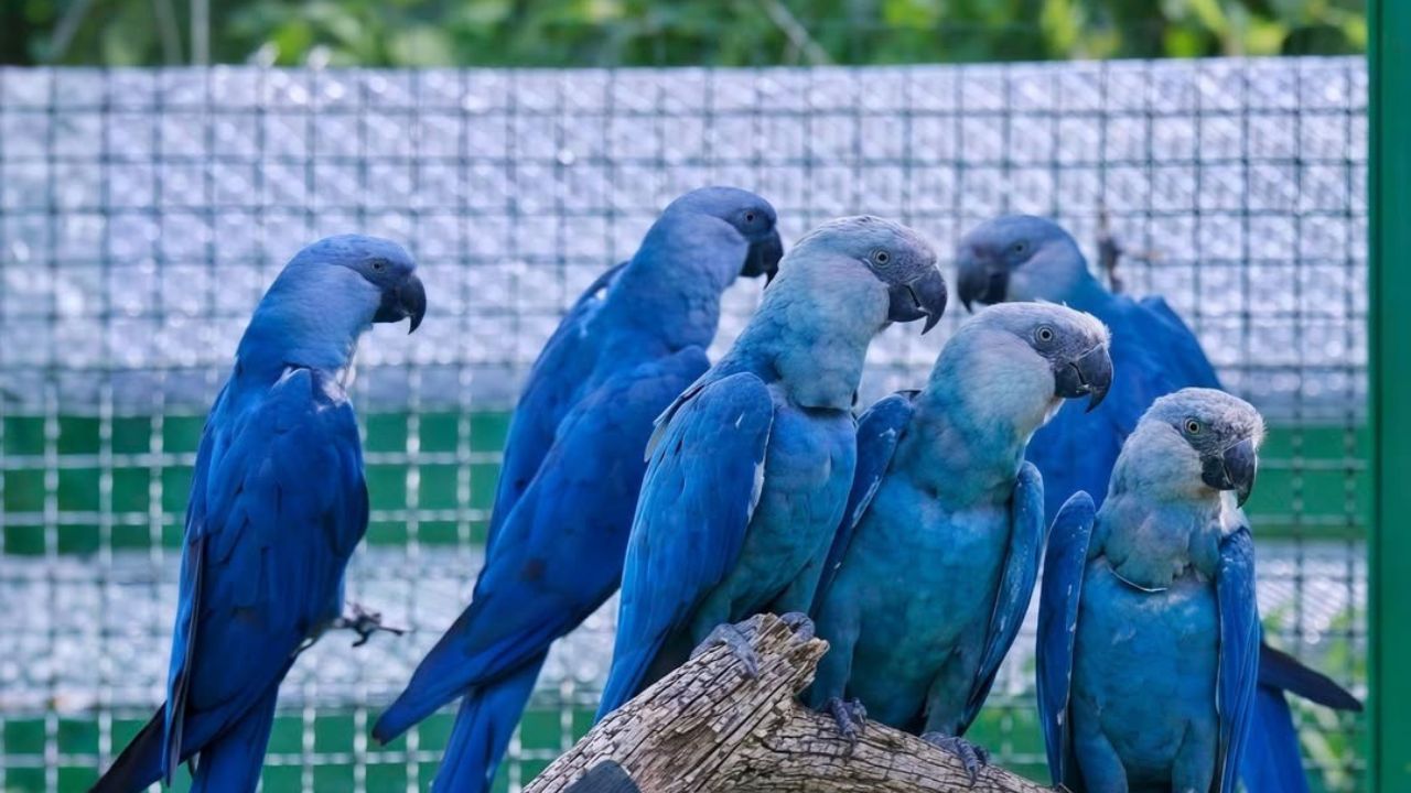 bird conservation success stories 2026 hope