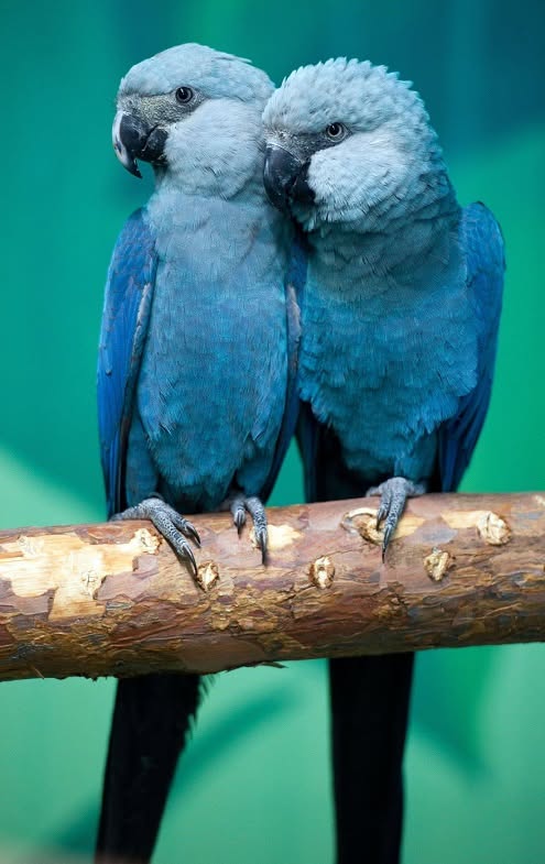 Spix's Macaw Neil Paradise Pets bird conservation Swindon
