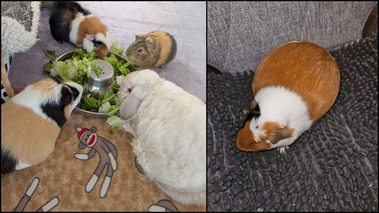 Sudden Firework Bangs Rabbits, Guinea Pigs