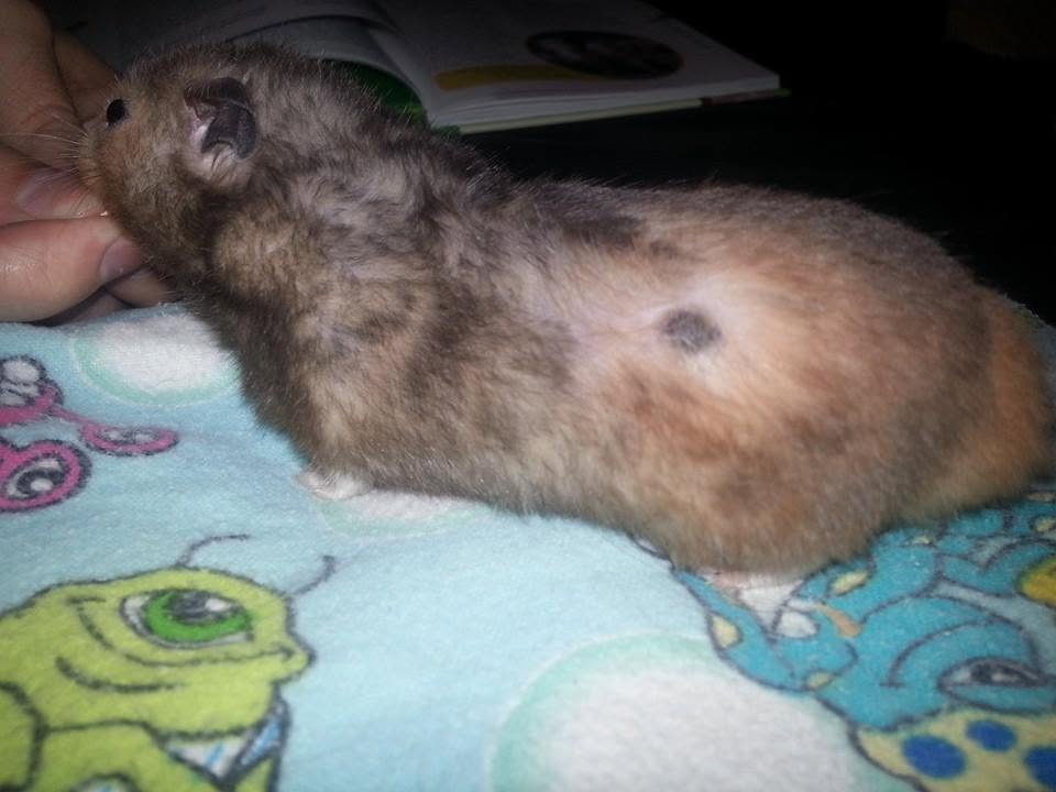 Syrian hamster flank glands normal bald patch UK