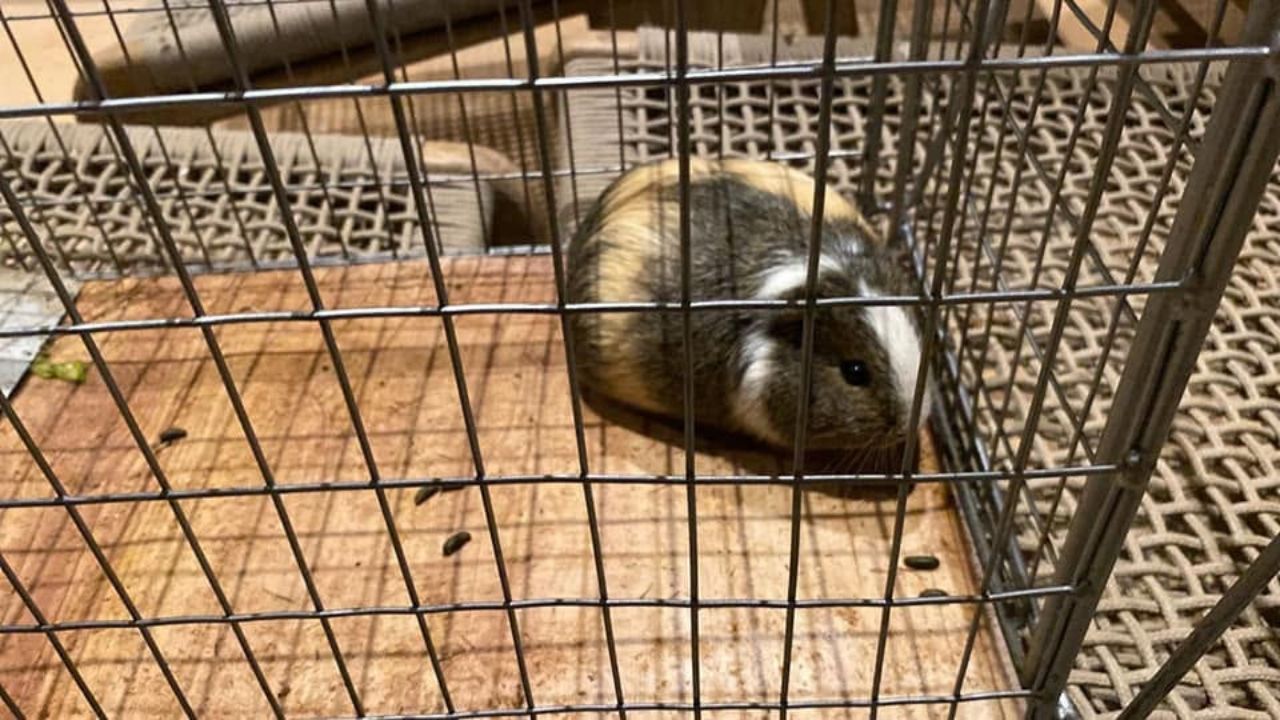 The Guinea Pig Breeding