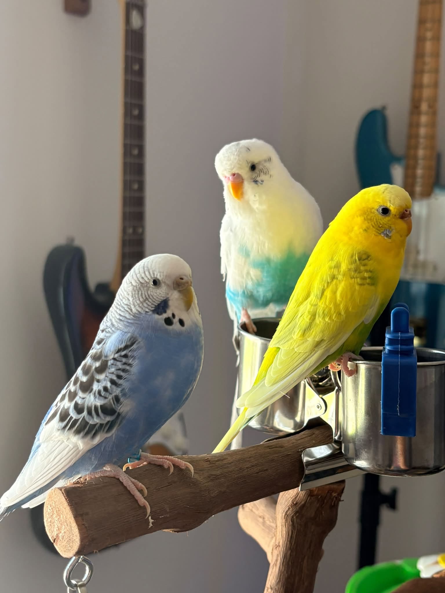 UK 1 million pet budgies popular misunderstood paradox community
