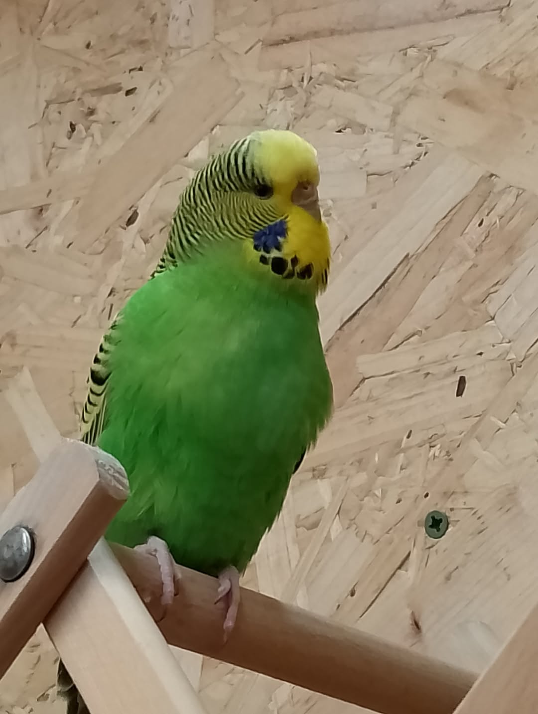 UK 1 million pet budgies population PFMA welfare community 2026