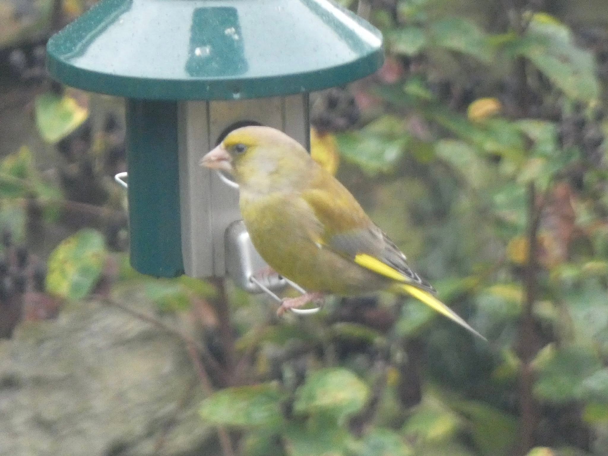 UK Greenfinch trichomonosis 77 percent population decline BTO research
