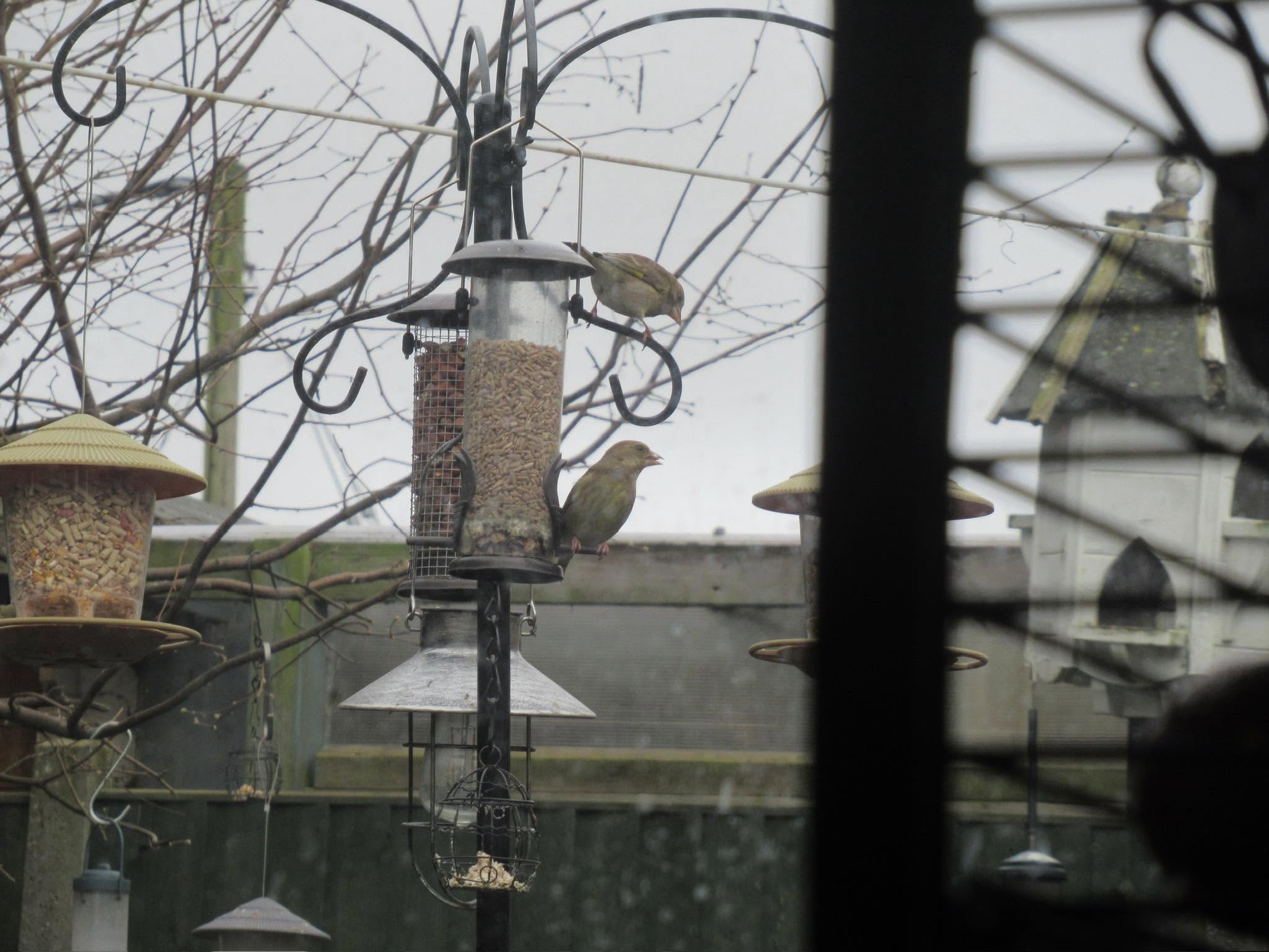 UK Greenfinch trichomonosis crisis 67 percent population decline evidence