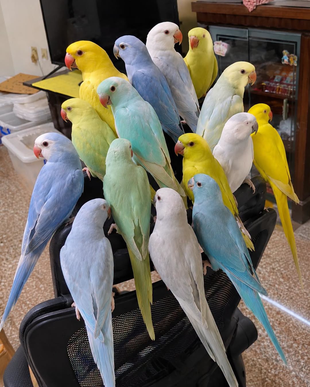 UK Indian Ringneck parrot colour mutations growing UK popularity