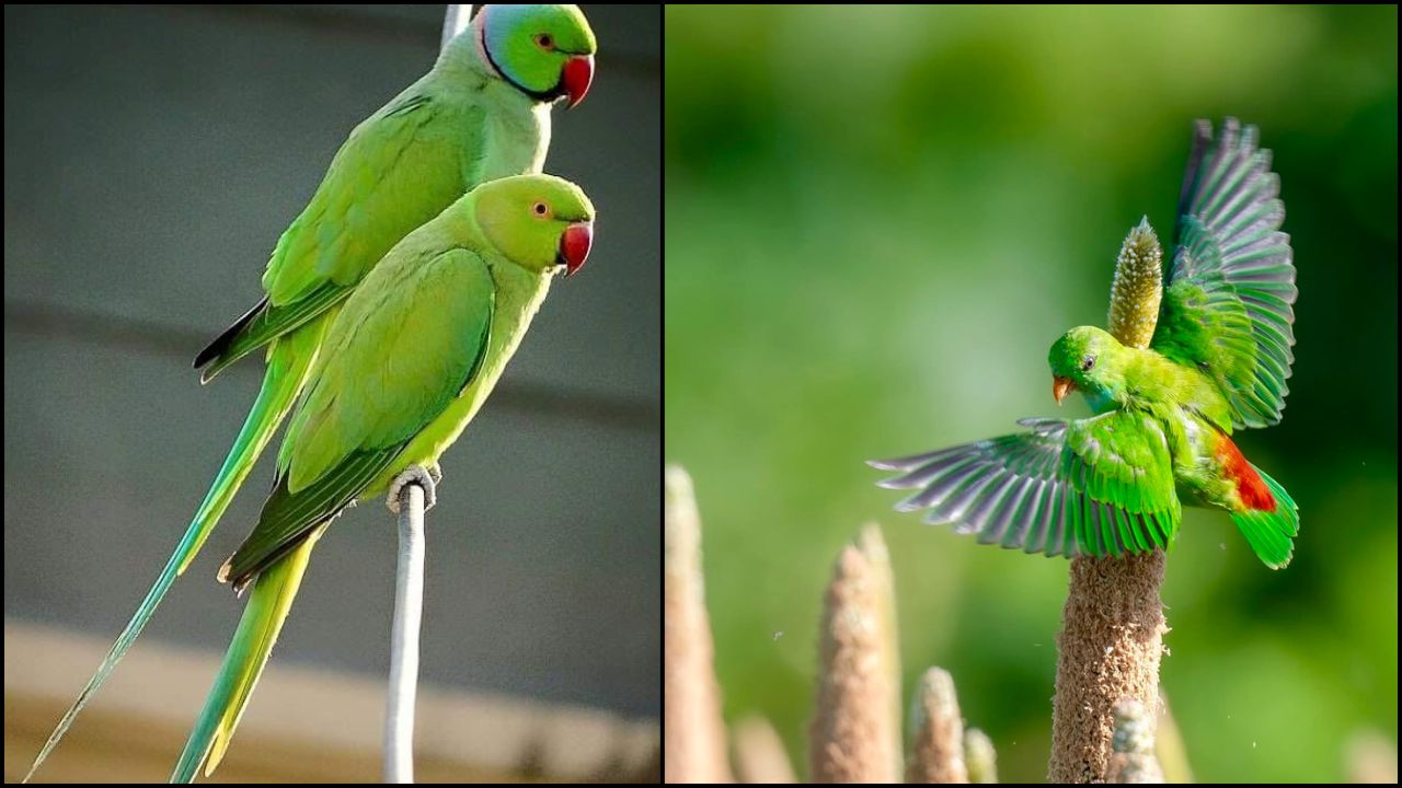 UK Indian Ringneck parrot welfare-led verdict pet ownership 2026