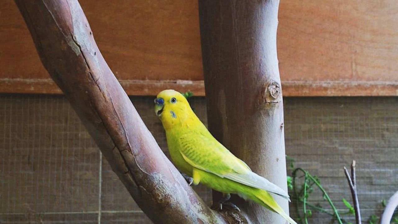 UK July 2026 heatwave pet bird cage danger