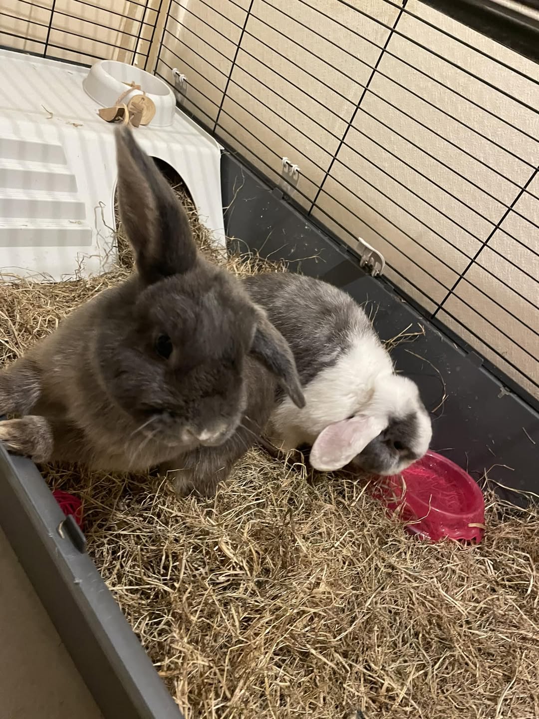UK adult household pet rabbit welfare-led indoor free-roaming setup