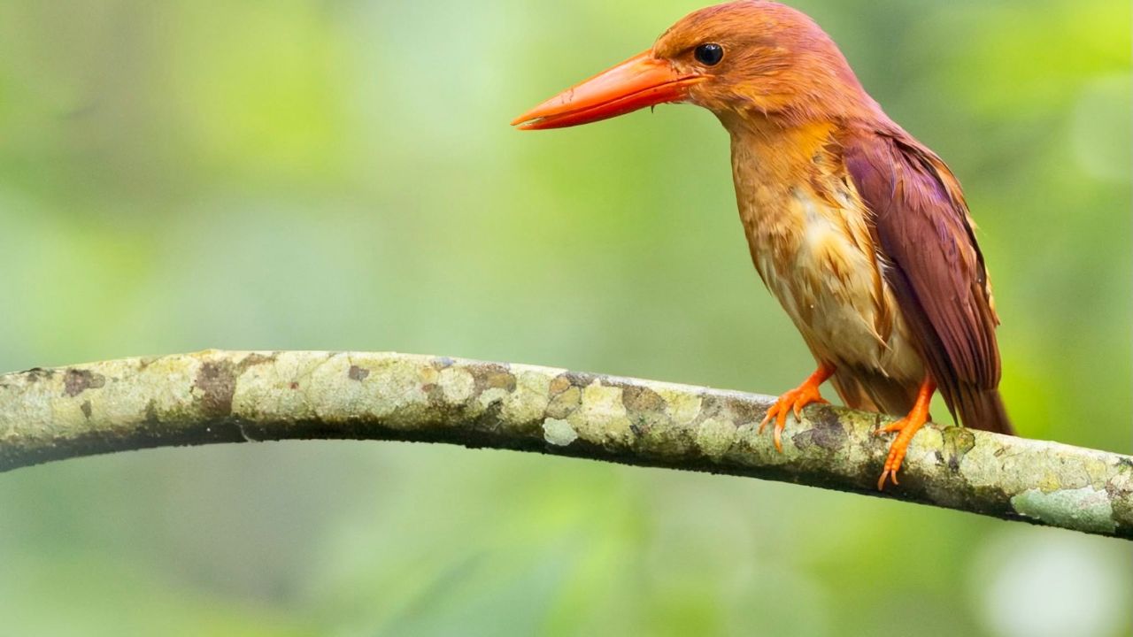 UK bird climate change migration timing food mismatch