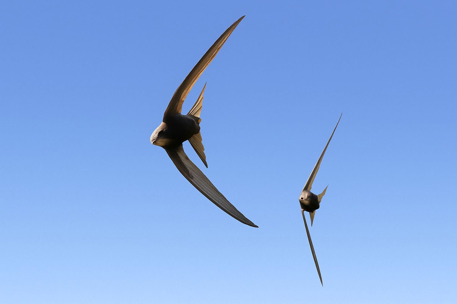 UK bird climate change winners losers 2026 report 