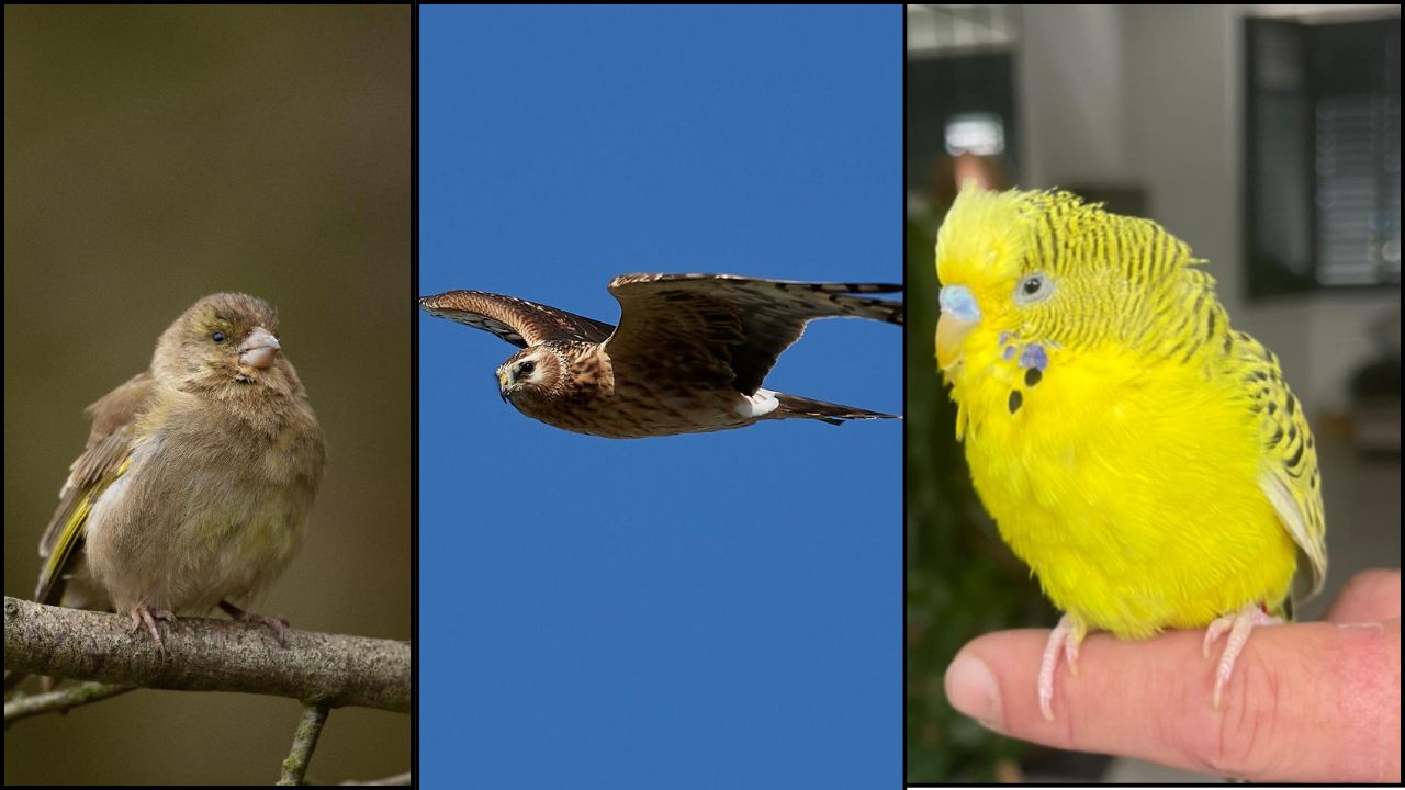 UK bird crime rising 2026 raptor persecution RSPB