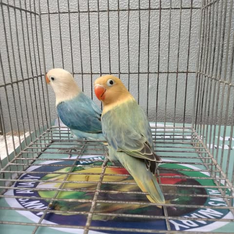 Pet bird owner preparing a written pet request for rented accommodation in England