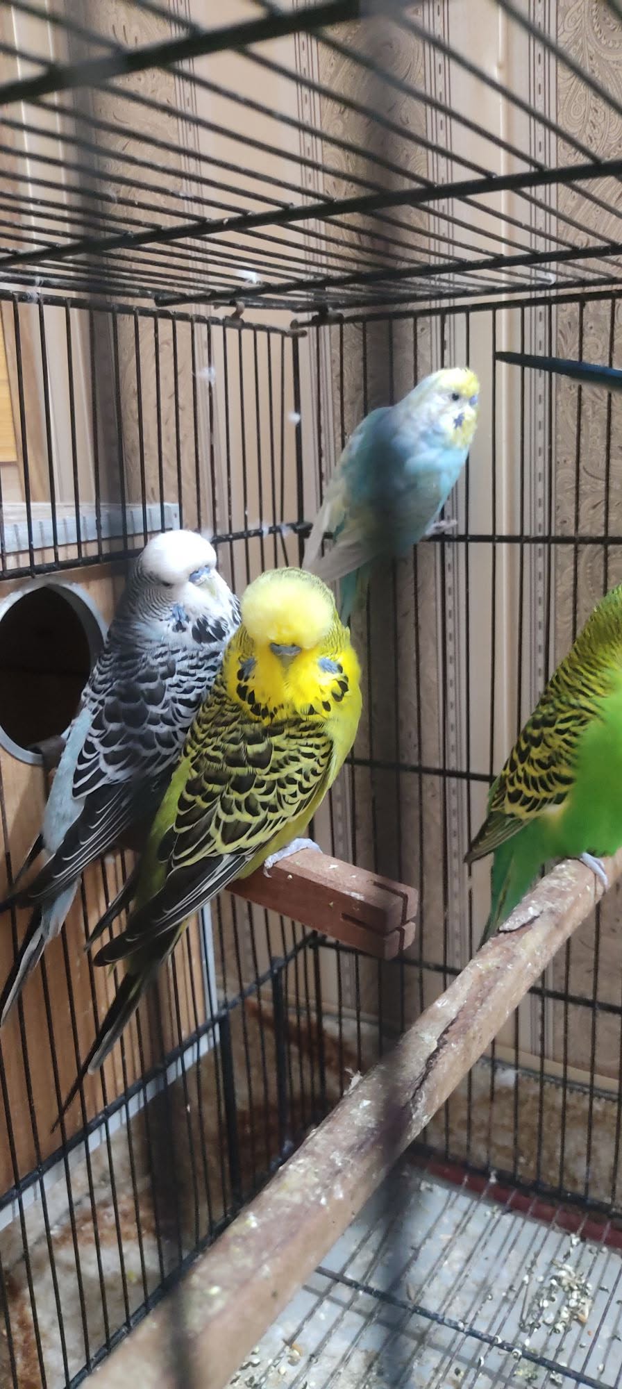 UK bird owner summer checklist heat AIPZ 2026