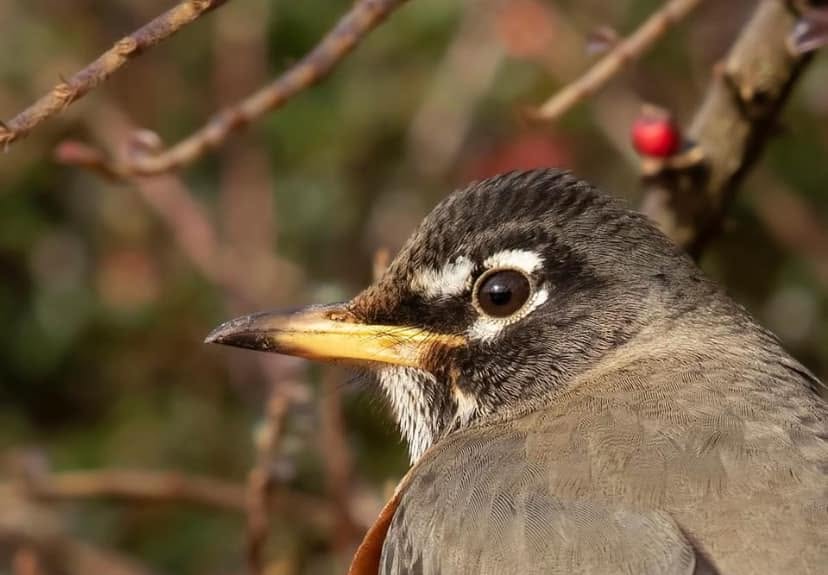 UK bird twitching community identification expert debate discussion 