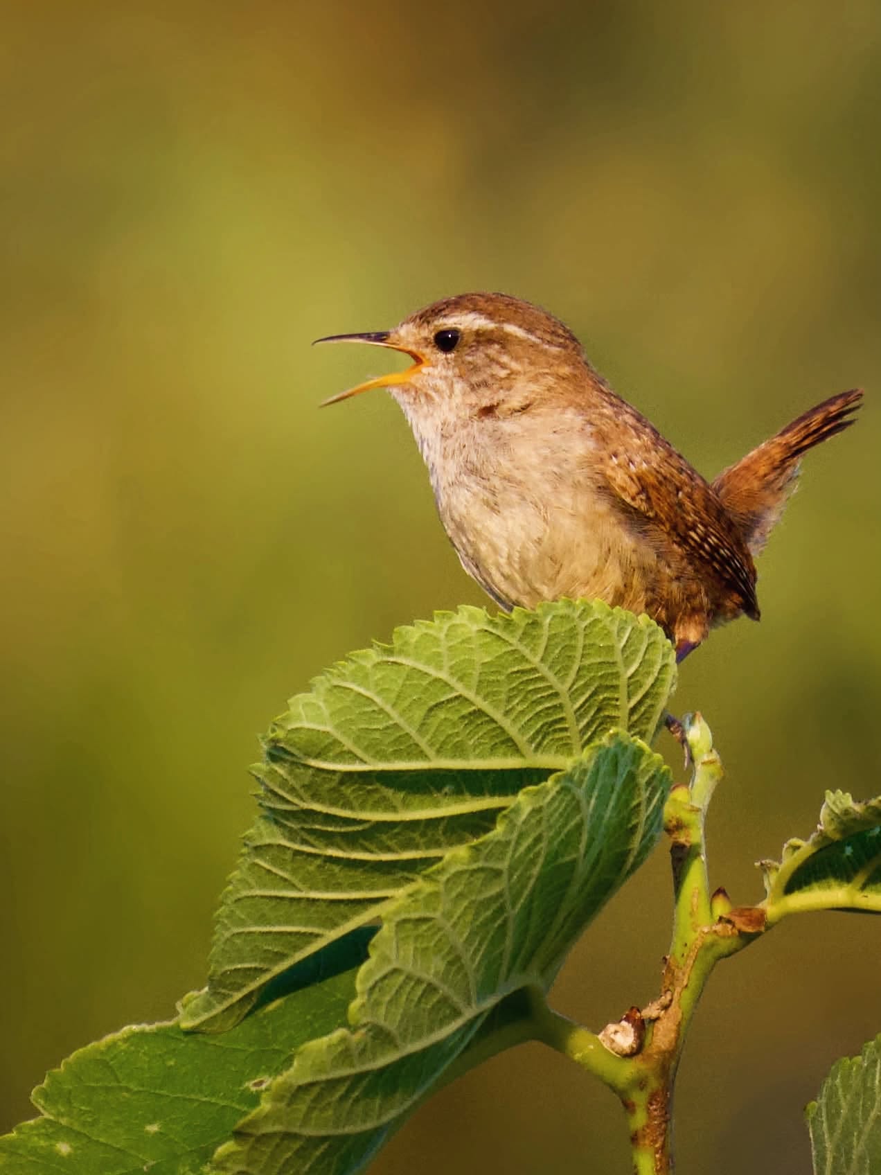  UK bird welfare community 35 years progress research-driven response