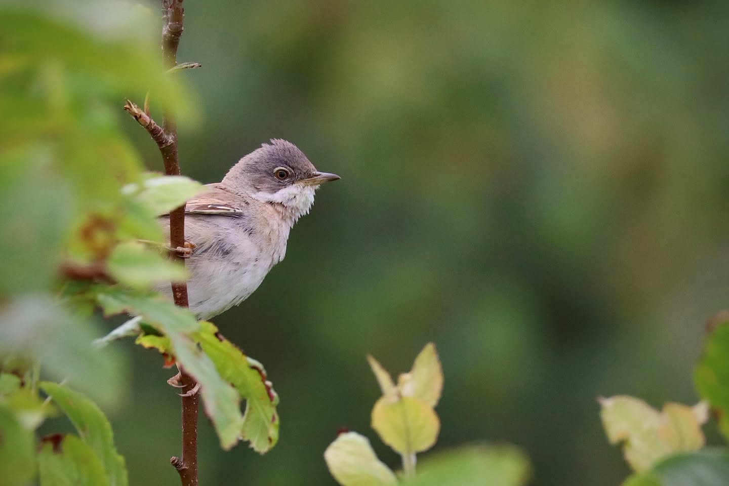 UK bird welfare debate RSPB new rules ongoing discussion nuances