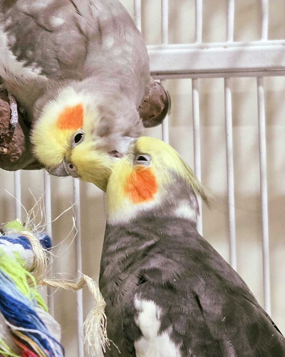  UK bonded pair budgies cockatiels better-matched pet parrot choice