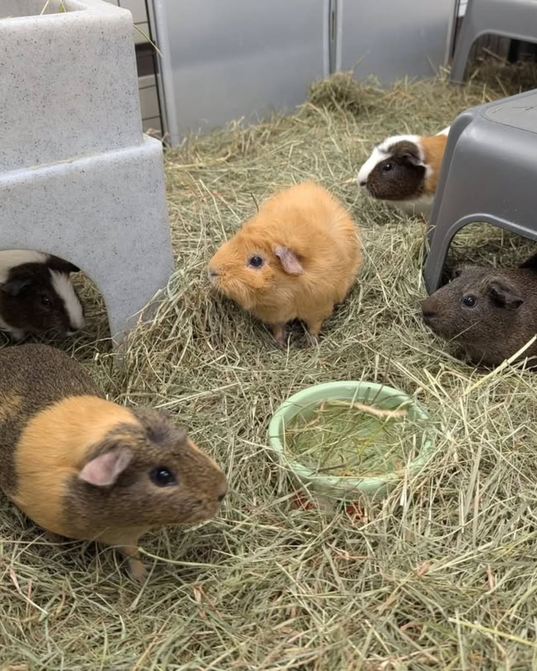 UK bonded pair guinea pigs family pet welfare-standard housing 