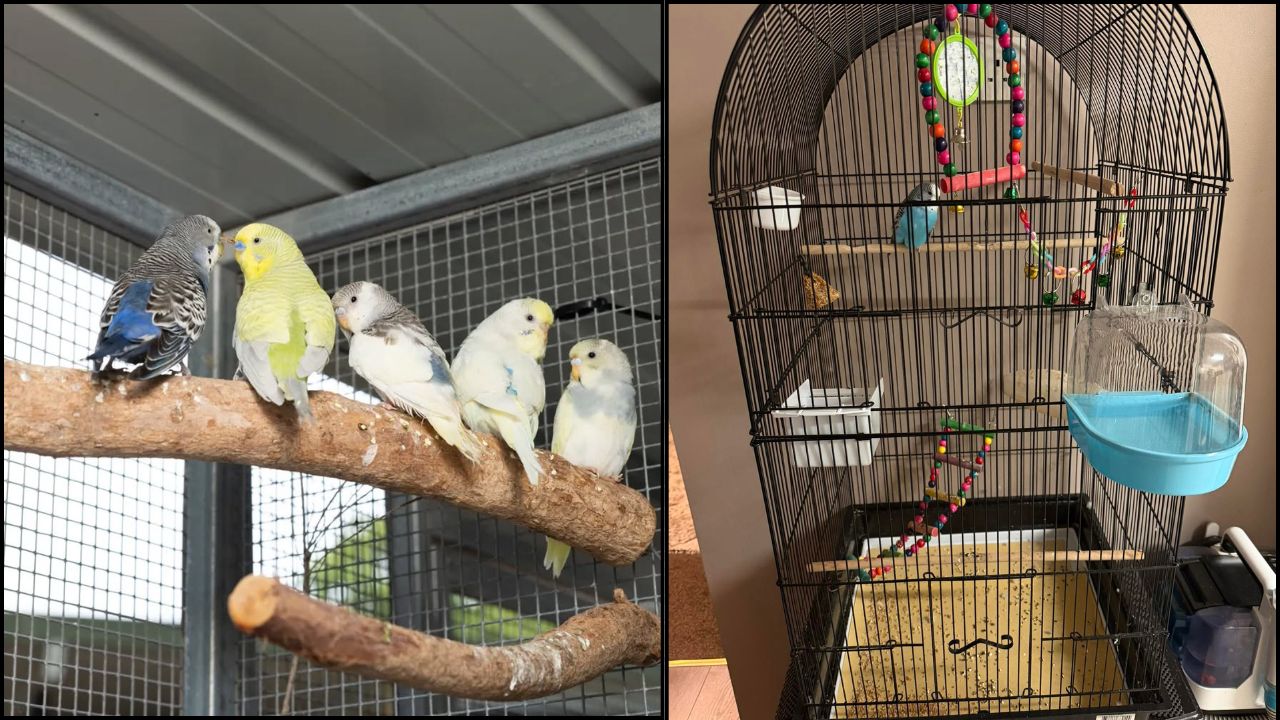 UK budgie cage size RSPCA welfare guidance comparison 2026