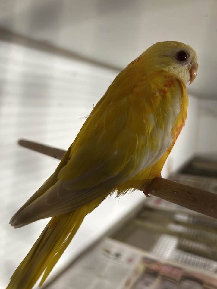 UK budgie colour mutations spangle opaline lutino cinnamon identification