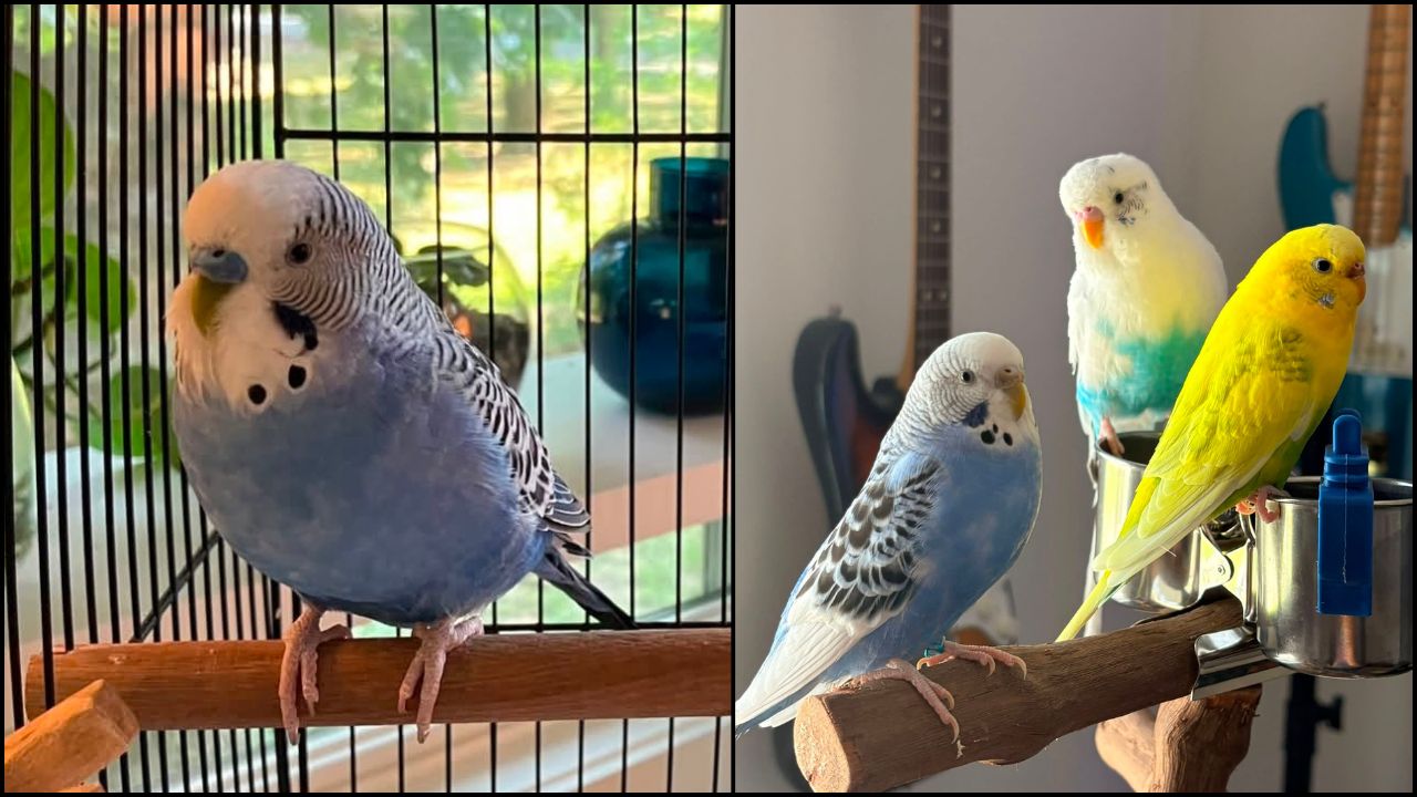 UK budgie loneliness crisis welfare misunderstood pet bird species