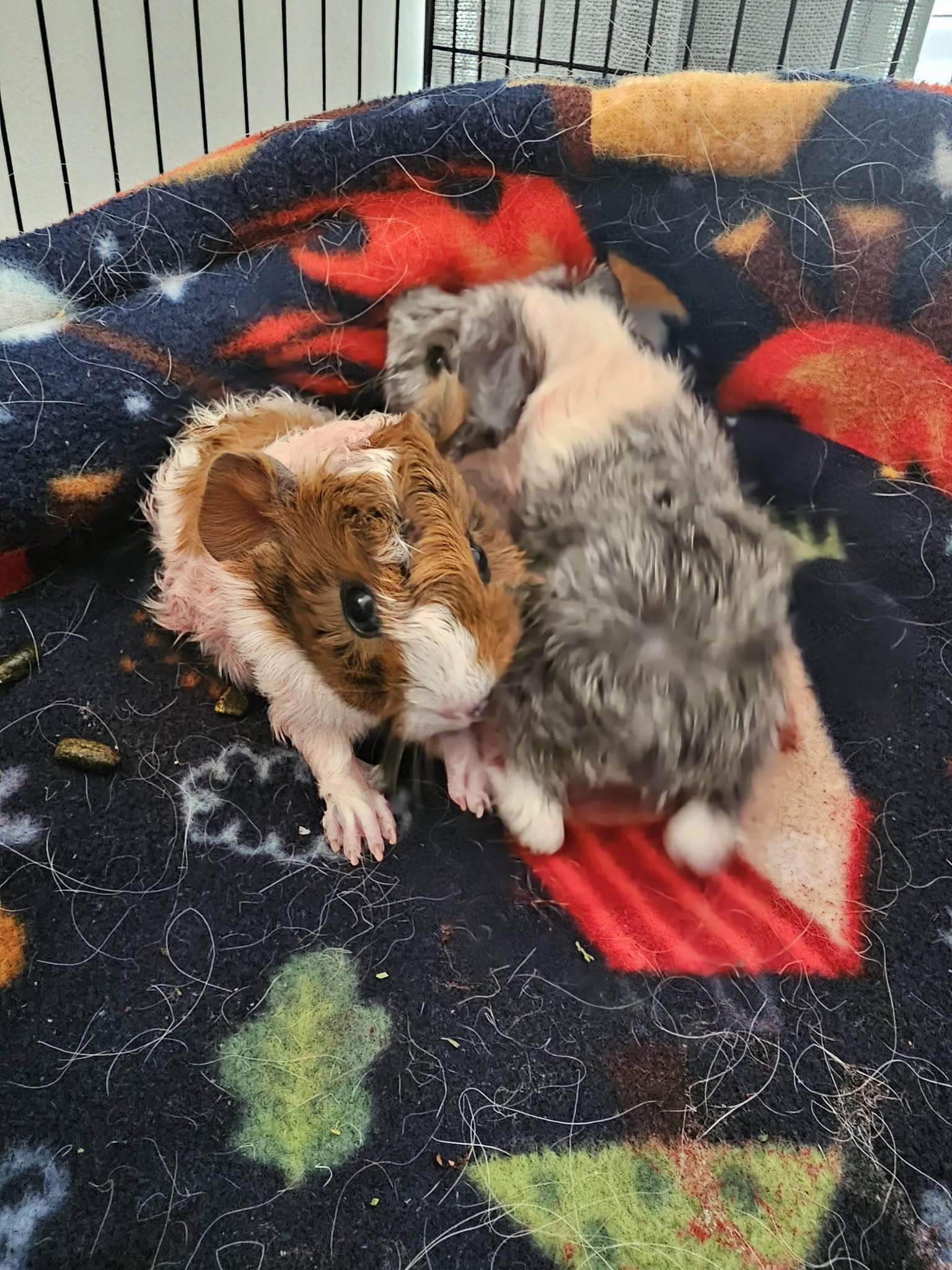 UK child holding guinea pig gentle handling welfare-led interaction 