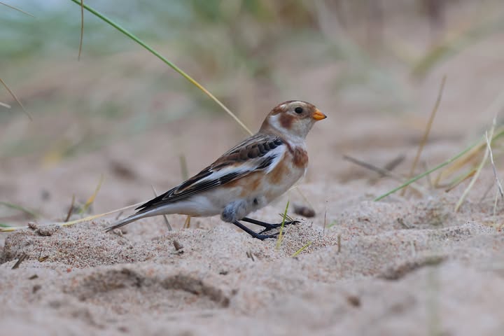 UK connected bird welfare community pet wild owners engagement 