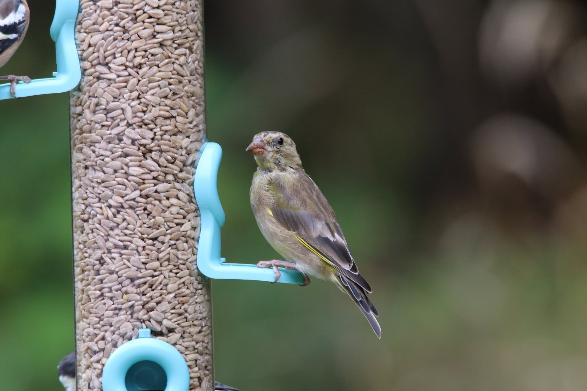 UK dual pet bird garden feeder welfare-led household protocol considerations