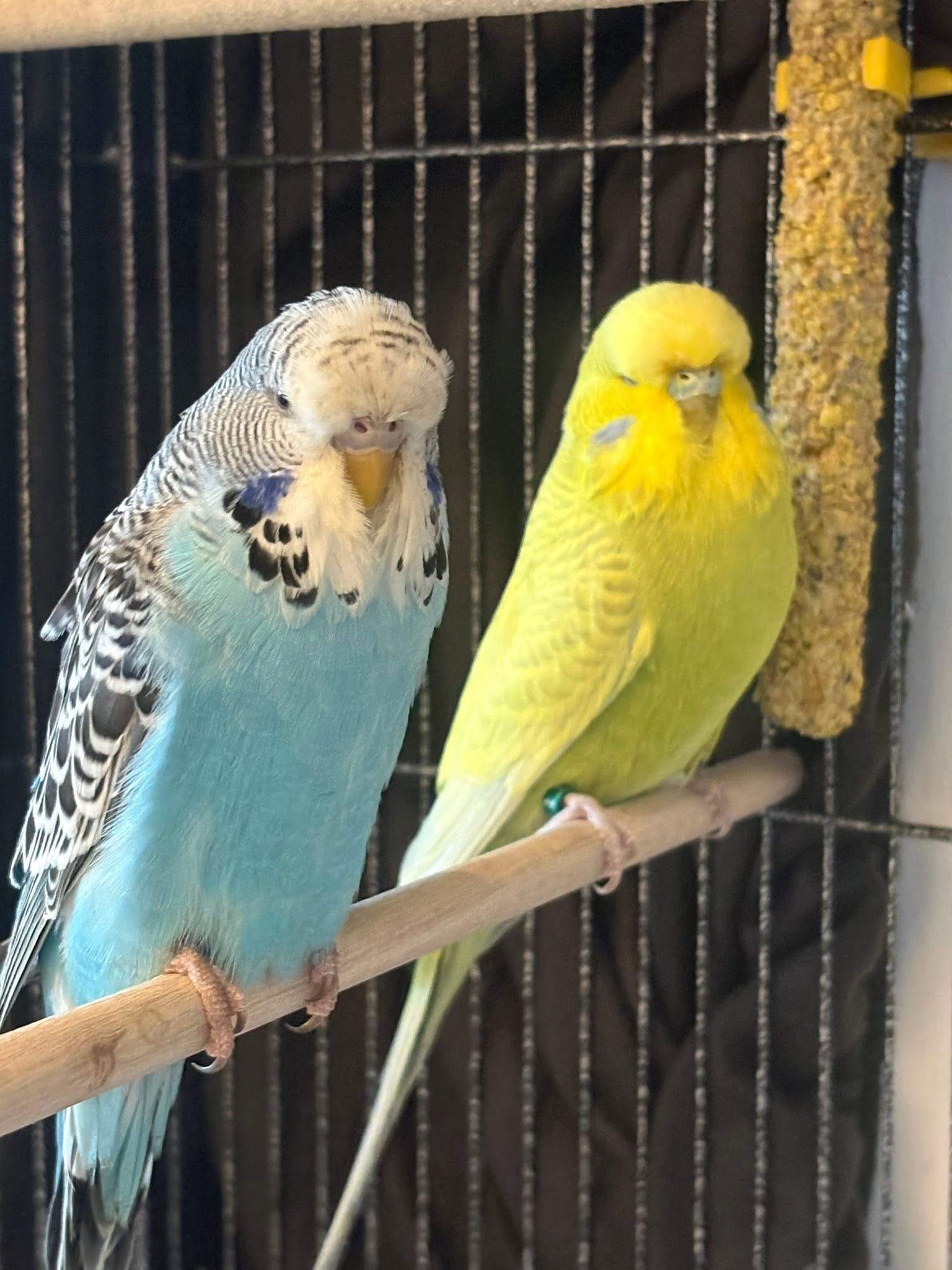 UK exotic pet ownership statistics 2026 growth