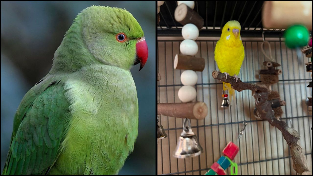 UK exotic pet ownership surge social media wrong