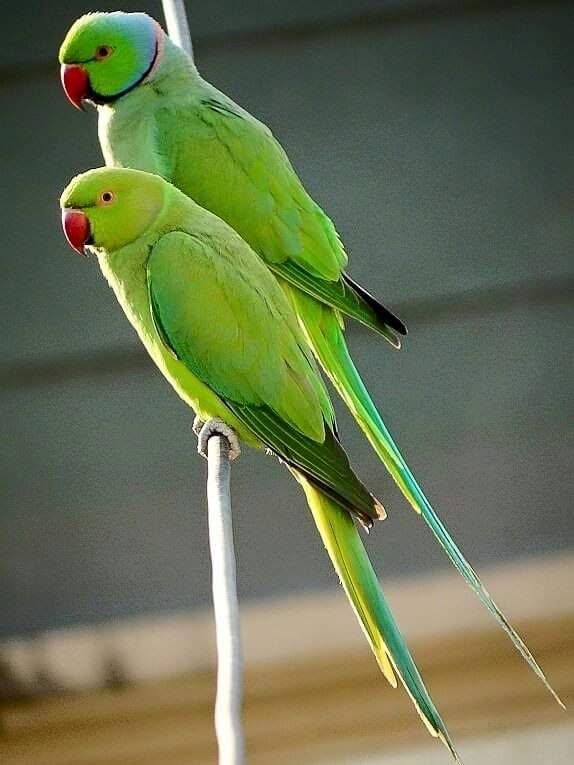 UK experienced parrot keeper Indian Ringneck welfare-appropriate home