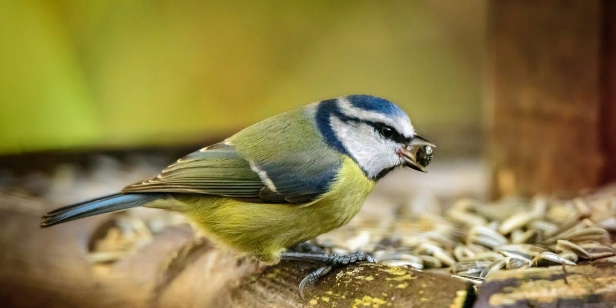 UK family garden birdwatch 650000 households garden birds