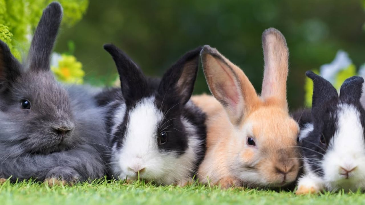 UK family guinea pig vs rabbit choice welfare-led decision guide