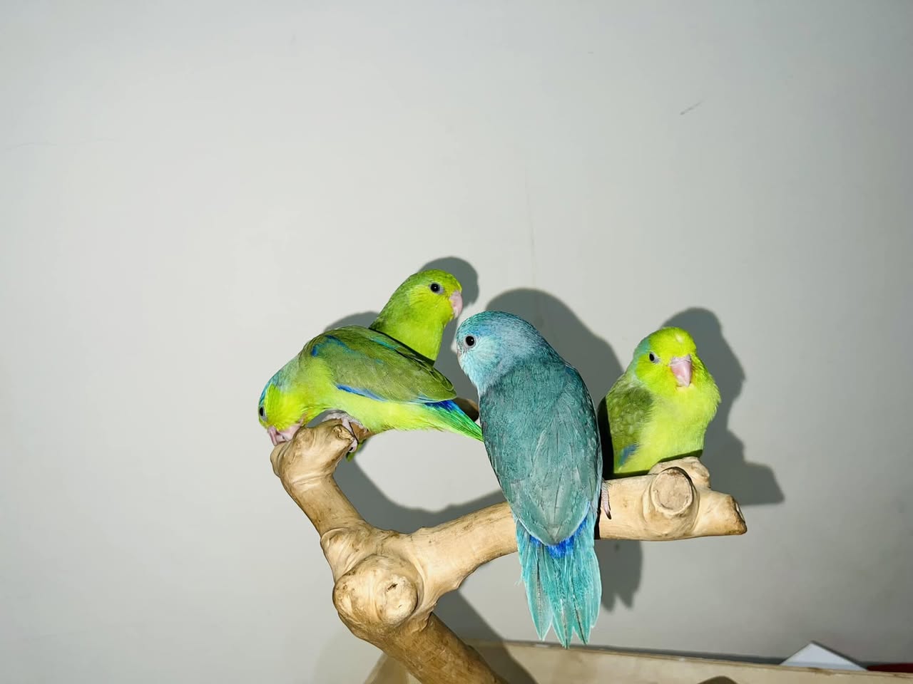 UK family summer holiday children pet bird enthusiasm considering purchase 