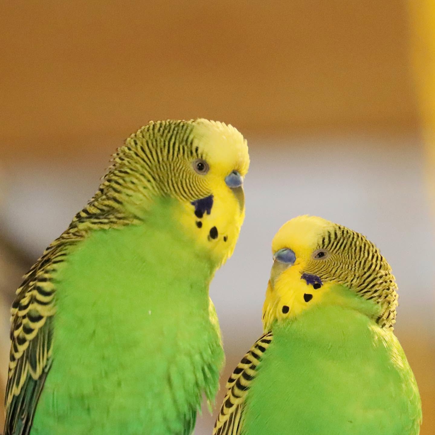 UK family thoughtful discussion pet purchase honest engagement welfare 