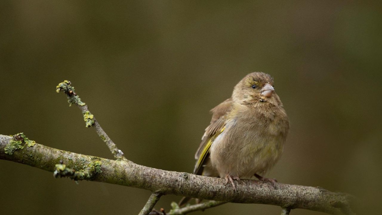 UK garden bird feeder RSPB new summer feeding rules welfare guidance 2026