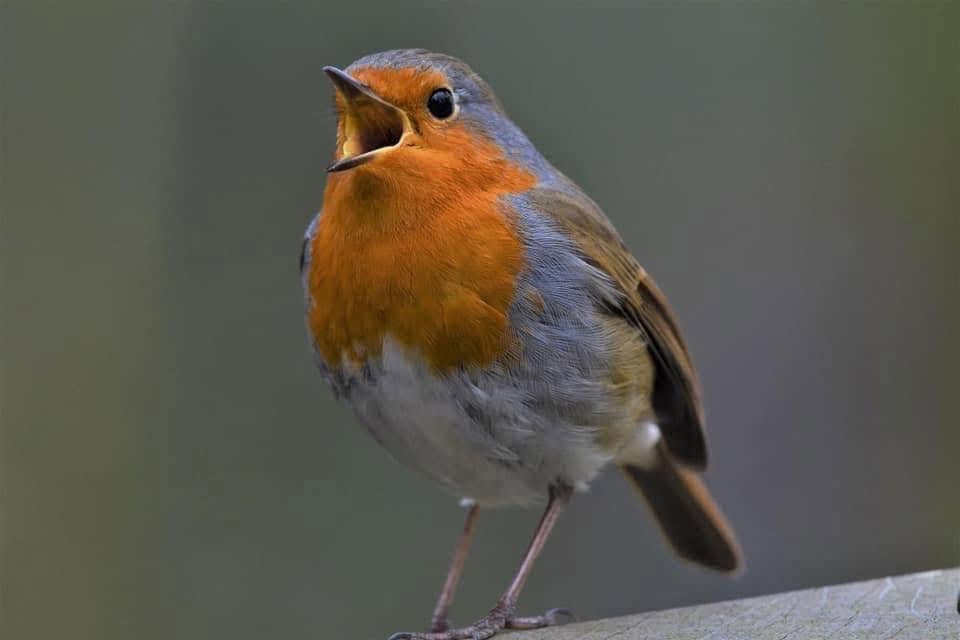 UK garden birds conservation pet owner support