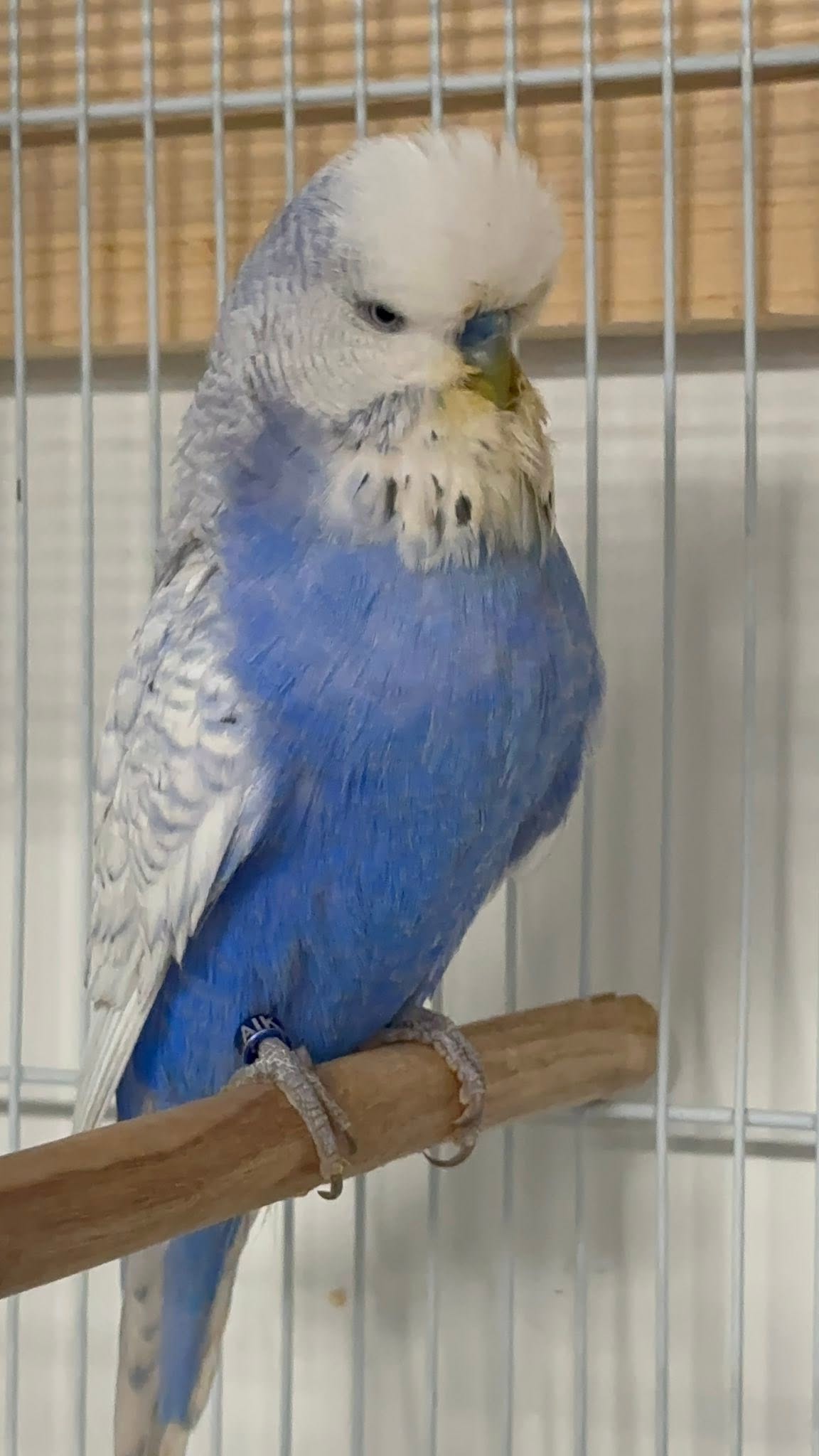 UK happy family bonded pair budgies October acquisition welfare-led thriving