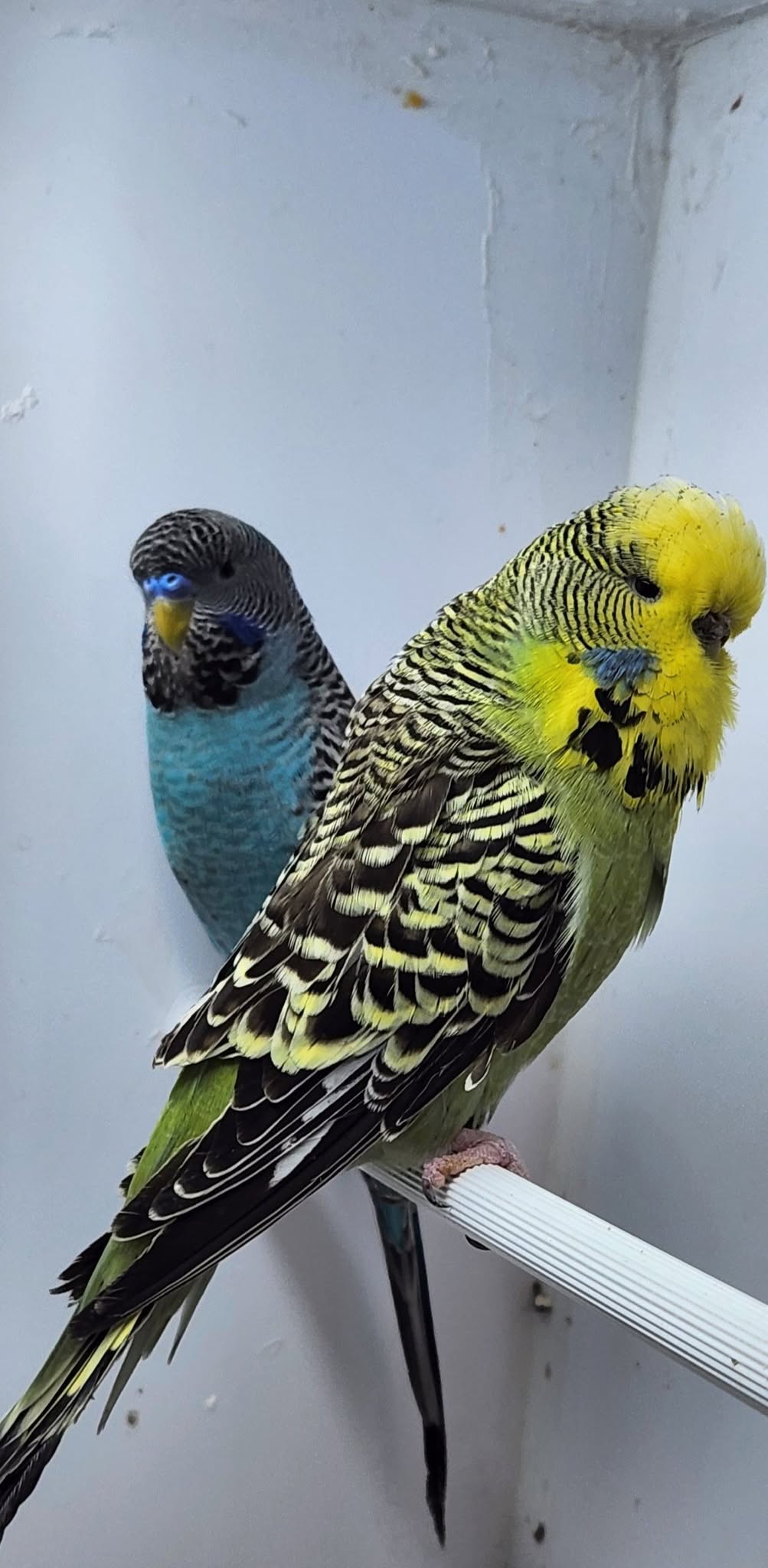 UK happy family bonded pair budgies October autumn welfare-led acquisition 